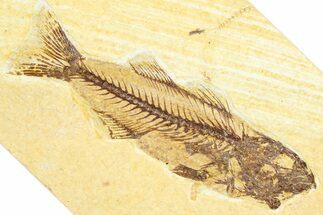 Uncommon Juvenile Fish Fossil (Mioplosus) - Wyoming #360687