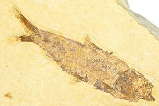 Detailed Fossil Fish (Knightia) - Wyoming #360706