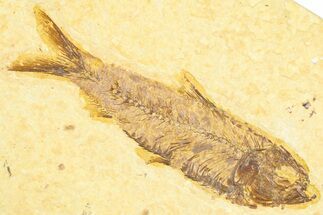 Detailed Fossil Fish (Knightia) - Wyoming #360711
