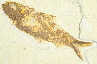 Detailed Fossil Fish (Knightia) - Wyoming #360721