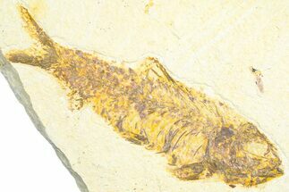 Fossil Fish (Knightia) - Wyoming #360722