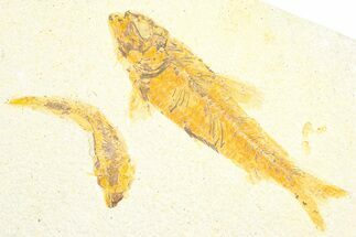 Limestone with Two Fossil Fish (Knightia) - Wyoming #360723