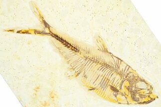 Fossil Fish (Diplomystus) - Wyoming #360725