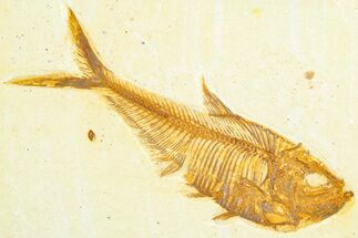 Detailed Fossil Fish (Diplomystus) - Wyoming #360731