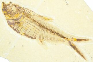 Detailed Fossil Fish (Diplomystus) - Wyoming #360737