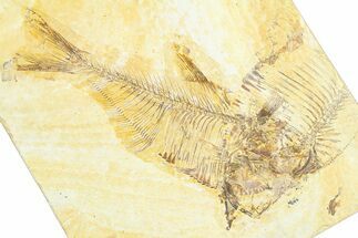 Detailed Fossil Fish (Diplomystus) - Wyoming #360740