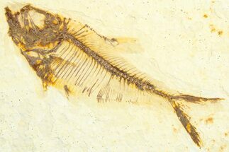 Fossil Fish (Diplomystus) - Wyoming #360743