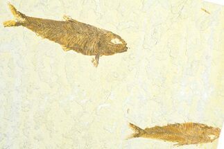 Limestone with Two Fossil Fish (Knightia) - Wyoming #360751