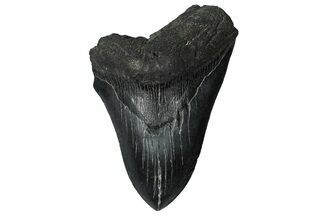 Bargain, Fossil Megalodon Tooth - Serrated Blade #360764