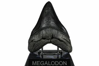 Serrated, Fossil Megalodon Tooth - South Carolina #360775