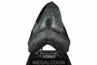 Bargain, Fossil Megalodon Tooth - South Carolina #360781