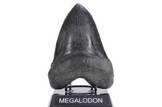 Fossil Shark Teeth For Sale