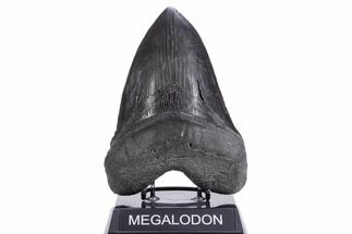 Serrated, Fossil Megalodon Tooth - Giant SC River Meg #360756
