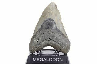 Fossil Shark Teeth For Sale
