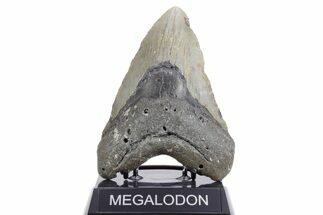 Fossil Megalodon Tooth - North Carolina #360790