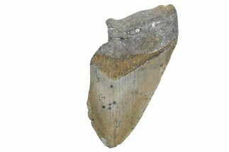 Partial, Fossil Megalodon Tooth - North Carolina #360798