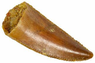 Serrated, Raptor Premaxillary Tooth - Real Dinosaur Tooth #360979