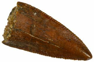 Serrated, Raptor Premaxillary Tooth - Real Dinosaur Tooth #360983