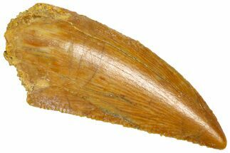 Serrated Raptor Tooth - Real Dinosaur Tooth #360985