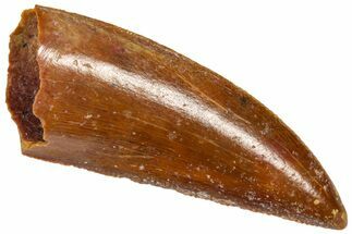 Serrated Raptor Tooth - Real Dinosaur Tooth #360990