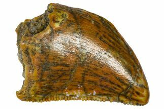 Serrated Baby Carcharodontosaurus Tooth - Morocco #361023