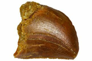 Serrated, Baby Carcharodontosaurus Tooth - Morocco #361028