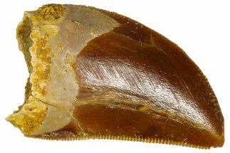 Serrated, Juvenile Carcharodontosaurus Tooth - Morocco #361042