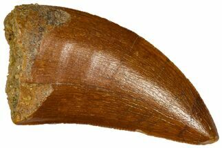 Serrated, Juvenile Carcharodontosaurus Tooth - Morocco #361047