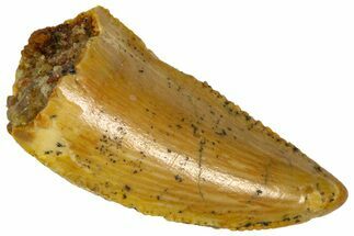 Serrated Raptor Premaxillary Tooth - Real Dinosaur Tooth #361055