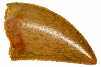 Serrated Raptor Tooth - Real Dinosaur Tooth #361058