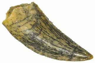 Serrated Raptor Tooth - Real Dinosaur Tooth #361060