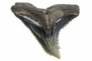 Snaggletooth Shark (Hemipristis) Tooth - South Carolina #360813