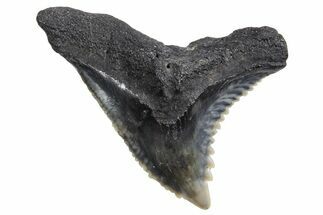 Snaggletooth Shark (Hemipristis) Tooth - South Carolina #360814