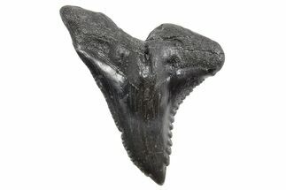 Large, Snaggletooth Shark (Hemipristis) Tooth - South Carolina #360817