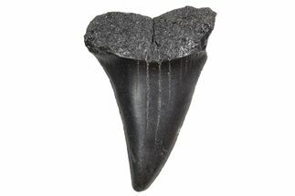Fossil Broad-Toothed Mako Tooth - South Carolina #360846