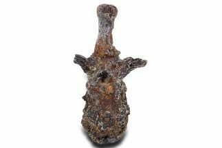 Fossil Theropod Dinosaur (Allosaurus) Dorsal Vertebra - Wyoming #360956