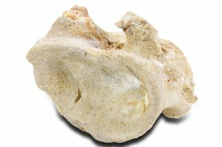Fossil Spinosaurus Cervical Vertebra Centrum - Morocco #360969