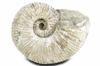Huge, Bumpy Ammonite (Douvilleiceras) Fossil - Madagascar #361127