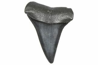 Fossil Broad-Toothed Mako Tooth - South Carolina #360862