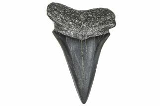 Fossil Broad-Toothed Mako Tooth - South Carolina #360863