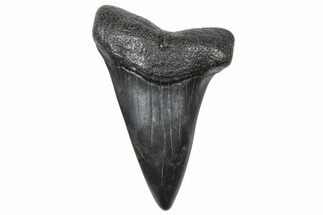 Fossil Broad-Toothed Mako Tooth - South Carolina #360871