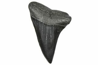 Fossil Broad-Toothed Mako Tooth - South Carolina #360874