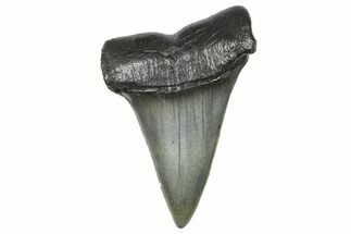 Fossil Broad-Toothed Mako Tooth - South Carolina #360875