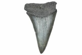Fossil Broad-Toothed Mako Tooth - South Carolina #360915