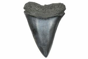 Pasalidognathus modestus　69mm 62mm 2.11