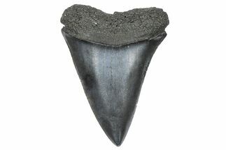 Fossil Broad-Toothed Mako Tooth - South Carolina #360916