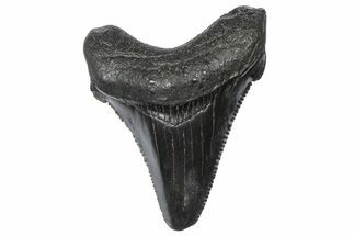 Serrated Chubutensis Tooth - Megalodon Ancestor #360919