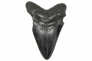Serrated, Juvenile Megalodon Tooth - South Carolina #360941