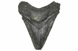 Serrated, Juvenile Megalodon Tooth - South Carolina #360942