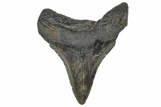 Serrated, Juvenile Megalodon Tooth - South Carolina #360943